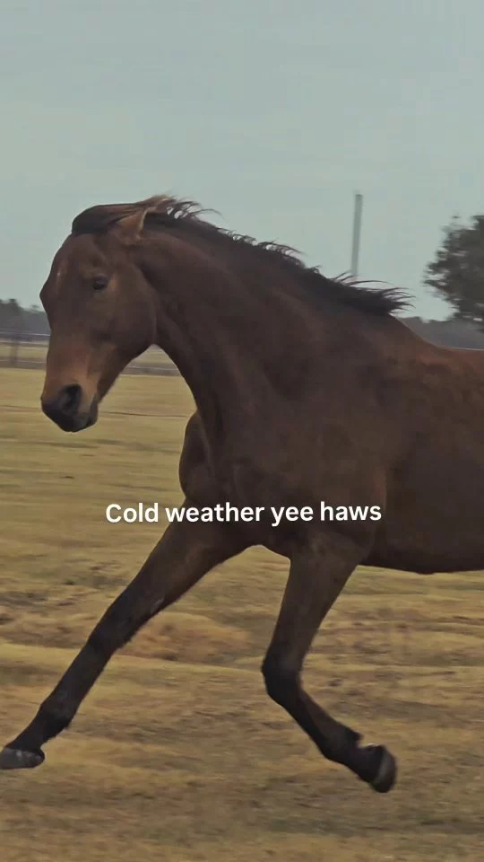 Cold temps and wind created quite a stir!

#sixteenhandshorsesanctuary #yeehaw #floridawinter
