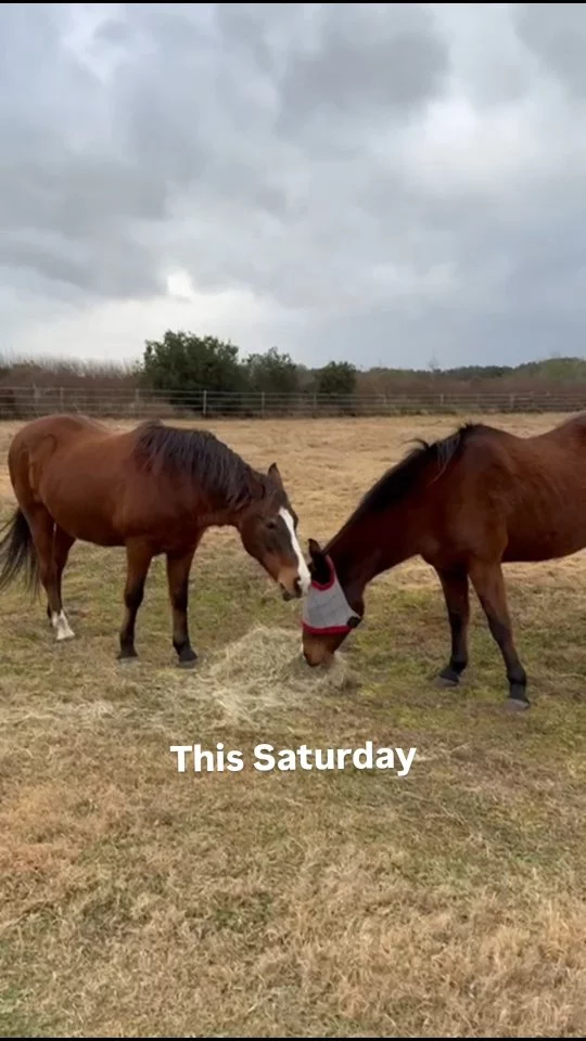 This Saturday 🐎

Join us for our Meet & Greet at Sixteen Hands Horse Sanctuary.

Guests will enjoy adult beverages and a fine charcuterie assortment.

Then take a casual tour of the property to meet the residents and learn more about our rescue mission as the sun sets into the evening.

Feb 7 | Limited spots left — link in bio

#16Hands #equinenonprofit #floridaequinerescue
