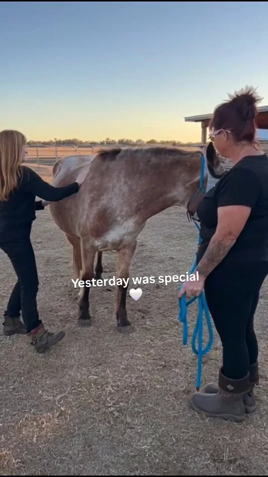 Still feeling so grateful today 🤍

Thank you to everyone who joined us for yesterday’s Meet & Greet.

The barn was full, the horses were happy, and the love was felt all around.

If you were there, we’d love to hear your favorite moment in the comments ✨

#16hands #meetandgreet #momentstomemories