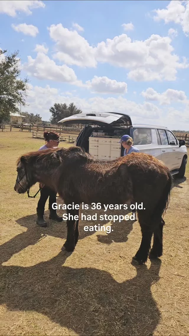 Gracie is a 36-year-old Mustang mare.

When she stopped eating, we contacted our veterinarian immediately.

Blood work was performed to assess her overall condition. She received Vitamin B12 support and GastroGard to address potential gastric discomfort.

Thankfully, she responded well and is eating again.

Senior horses require attentive monitoring and proactive veterinary care.

Responsible rescue means acting quickly — especially at 36.

#SeniorHorse #HorseRescue #Rehabilitation #NonprofitLife