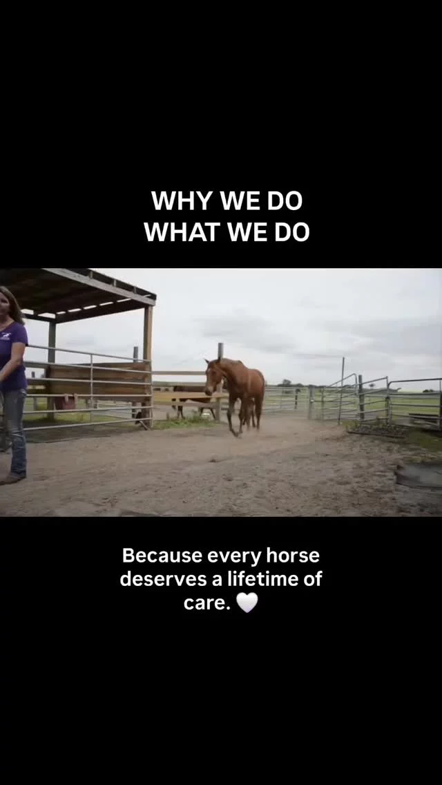 Founded in 2007, Sixteen Hands Horse Sanctuary is a 501(c)(3) nonprofit providing lifelong care to unwanted and at-risk equines.

Robin Cain, Founder and President, has remained committed to offering permanent placement for horses who cannot be rehabilitated for adoption, including seniors and those requiring ongoing medical care.

The sanctuary continues to operate solely through public donations and volunteer support, providing daily care, feed, veterinary oversight, and safe housing for the equines in its care.

In 2016, Your Observer recognized Sixteen Hands’ rescue work and community involvement. Today, that commitment remains unchanged.

Learn more, volunteer, or support the mission through the link in our profile.

Interview footage courtesy of Your Observer (2016). Full link in bio.

#sixteenhandshorsesanctuary #16hands #floridaequinerescue #onaflorida #floridasanctuary