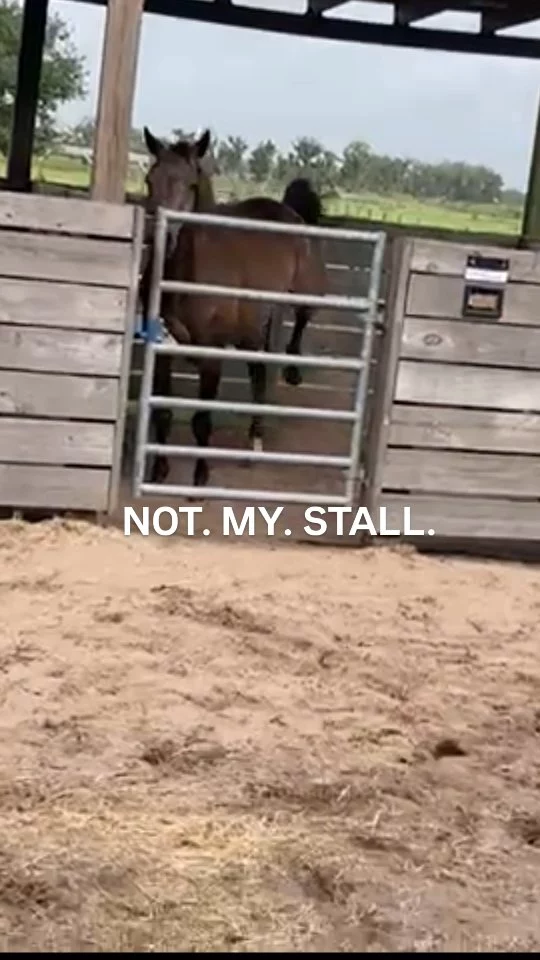 Tonka is usually easygoing…
until we rearrange things.

His feedback was immediate.
He was promptly reassigned.

Be honest — are you the same way about your seat, your parking spot, or your side of the bed? 😅

#HorseAttitude #RescueHorse #StableDrama