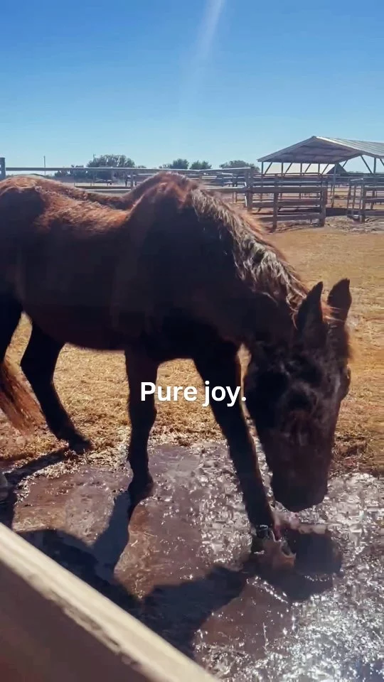 Quinn discovered the only puddle on the property.

No one knew it would give him this much joy.

#Quinn #puddlestomping #joy #rescuedhorse