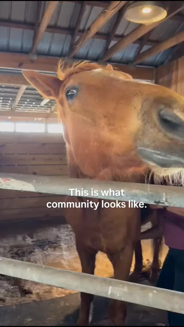 Behind every healed horse…
is a human who showed up.

Our volunteers give their time, hands, and hearts to horses who once had none.

If you’ve ever mucked a stall, brushed a coat, donated a dollar, or shared a post — you’re part of this.

Tell us below: how did you first find 16 Hands? 👇