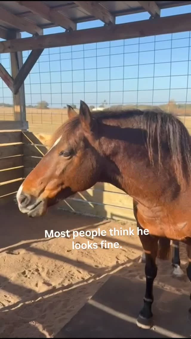 When a senior horse walks away from their feed, we feel it.

We don’t brush it off.
We don’t “wait and see.”

At this age, a missed meal can mean their teeth hurt… their tummy is upset… or something just isn’t right.

They don’t always show pain loudly. Sometimes the only clue is a bucket that should be empty.

So we lean in.
We check.
We call the vet if we need to.

Because growing old is a gift — and it deserves extra care.

If you’ve ever loved a senior animal, you understand. 🤍🐴

#SeniorHorseCare #RescueLife #EquineHealth #HorseEducation