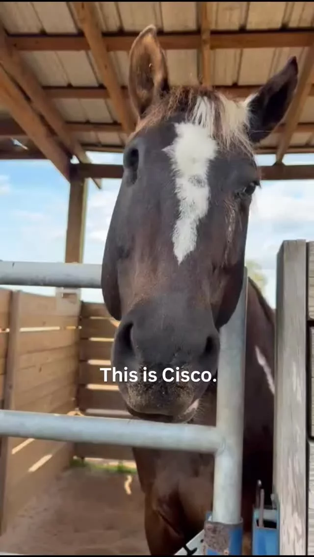 Cisco doesn’t miss much.

He’s curious. Playful. A little flashy when he wants to be.

But he’s also the kind of horse who leans in when he trusts you.

Come meet him in person on March 14. 🤍

#HorseRescue
#FloridaHorseRescue
#RescueHorses
#MeetTheHorses
#CentralFlorida
