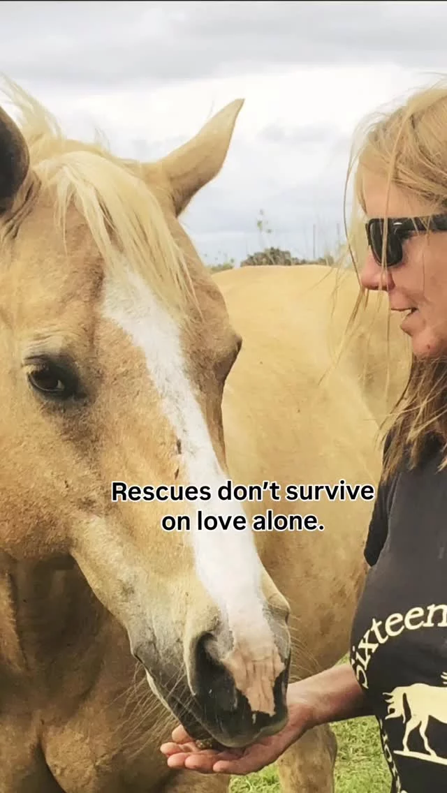 Most people see the horses.
Few see the responsibility.

Leadership isn’t loud.
It’s consistent.

If you’ve witnessed Robin’s commitment firsthand, you know. 💙

#16Hands #commitment #centralfloridarescue #floridaequinesanctuary