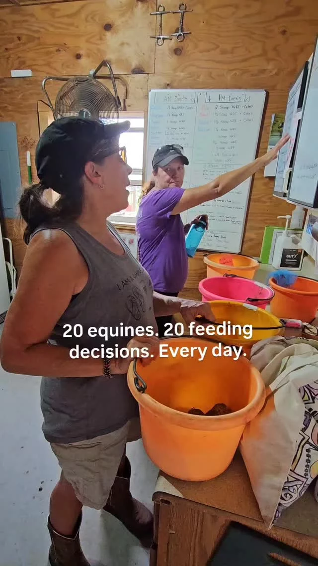 20 equines means 20 individualized feeding plans.

Gracie receives soaked alfalfa cubes.

Mr. Peanut eats soaked senior grain.

Dakota eats soaked grain.

Elvis and Daphine (our donkeys) eat soaked alfalfa pellets.

The rest of the herd is fed grain, and all are on Solitude supplement to help reduce fly pressure through the summer months.

Sanctuary care is monitored. Adjusted. Intentional.

#HorseSanctuary
#SeniorHorseCare
#EquineNutrition
#DonkeyCare
#CentralFlorida