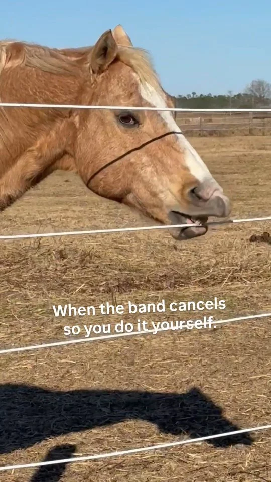 Montana has decided to pursue a solo career.

#MontanaTheHorse
#HorseHumor
#SanctuaryLife
#RescueHorse
#EquinePersonality