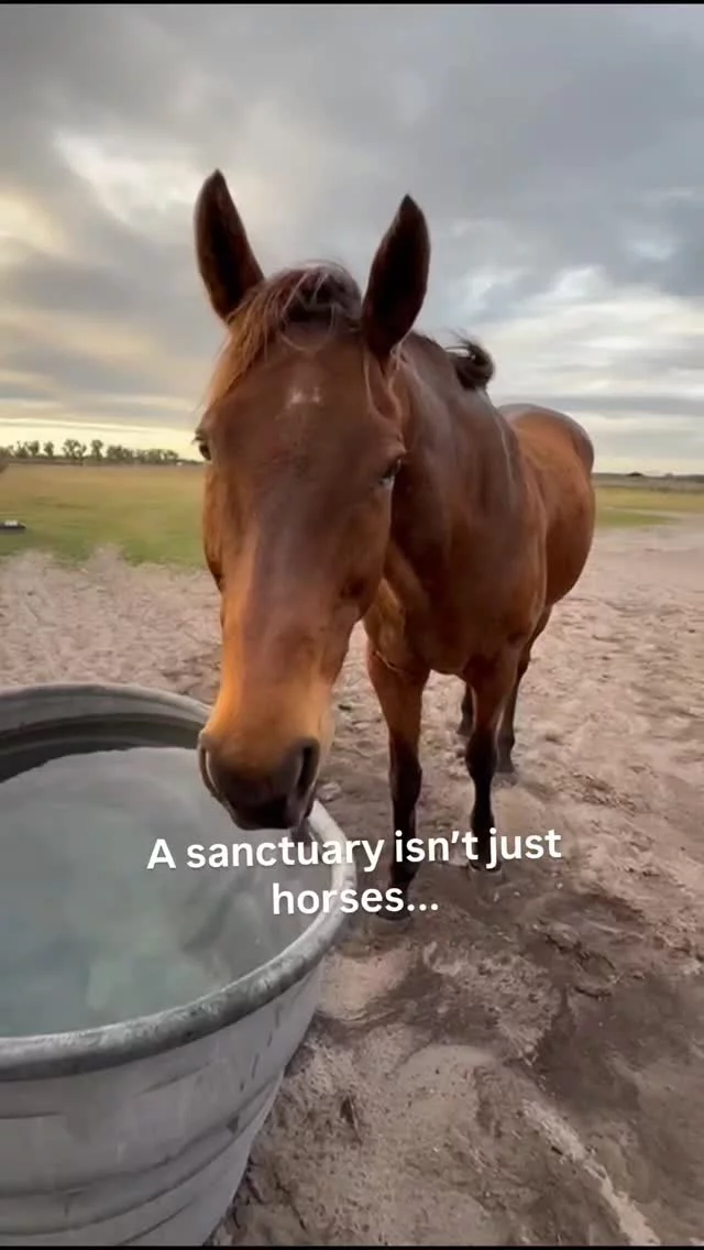 Community is what makes a sanctuary possible. 🤎

Volunteers, neighbors, veterinarians, and friends who care about these horses as much as we do.

A special thank you to Nina Teed, who has supported the sanctuary through fundraising, events, and hands-on care, and to Dr. Alex Teed, Managing DVM at Keystone Animal Hospital, for being part of the community that helps animals every day.

Nina was also one of the helping hands at our last Meet & Greet — and moments like that are what make these gatherings so meaningful.

You can experience it yourself on March 14.

Who would you bring to meet the horses? 🐴

#horsesanctuary
#communitysupport
#floridahorses #kahpets
#vetmed