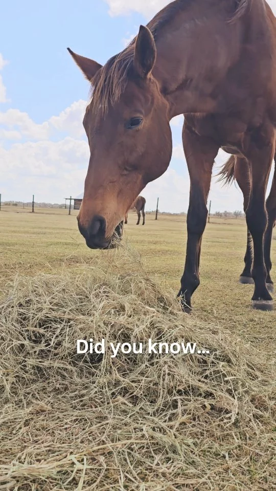 Hay supply to 17 equines isn’t one-size-fits-all.

Most of our herd eats square bales purchased wholesale at $7.75 each.

One requires alfalfa at $29 per bale.

Care looks different for every horse — and so does the cost.

#SupportRescue
#CommunitySupport
#ItTakesAVillage
#EveryBaleCounts