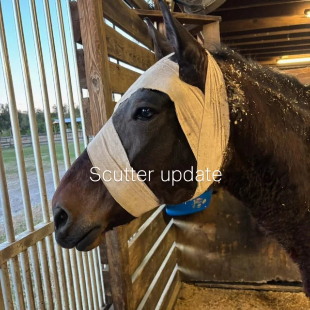 We promised transparency — so here it is. 🤍

Scutter recently underwent surgery to remove his eye due to healing complications. The procedure went well, and he is recovering just as we hoped.

He’s been steady, strong, and already reminding us how resilient horses truly are.

He should be home soon, where we’ll continue to monitor him closely and keep him comfortable.

Thank you for loving him through this. Send Scutter some love 🤍

#HorseSanctuary #EquineRescue #Scutter #HorseCare #CentralFlorida
