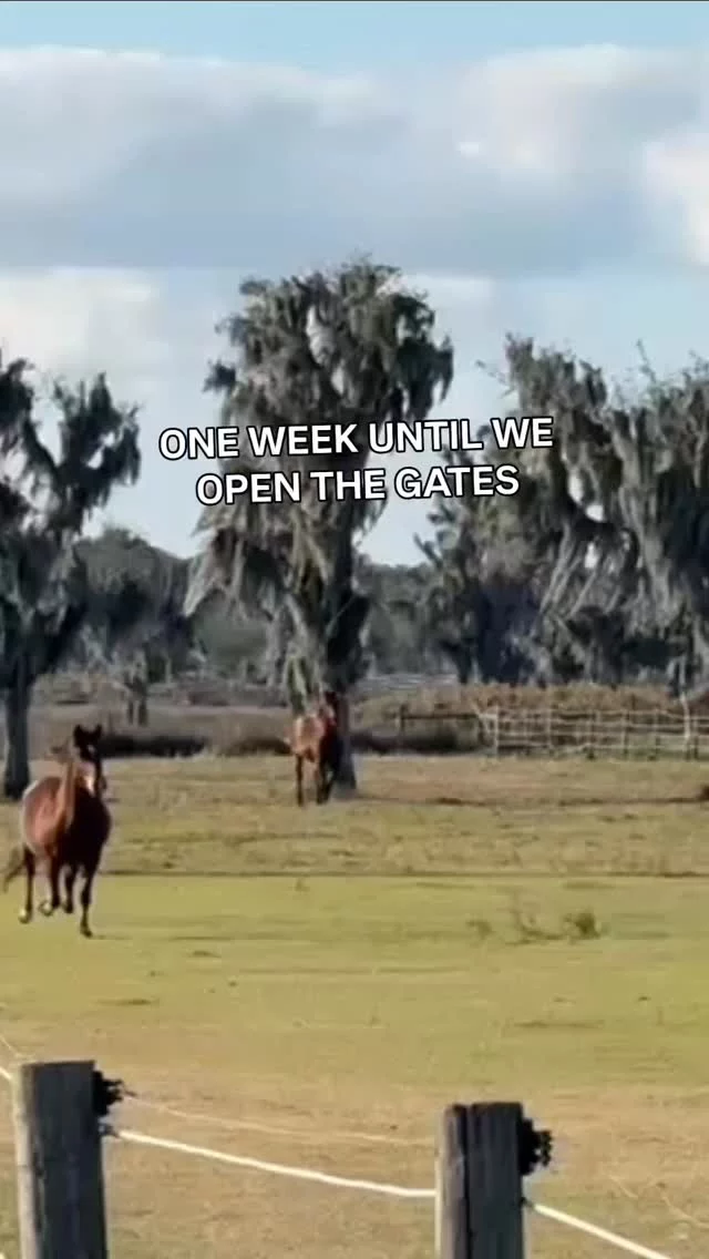 One week until we open the gates.

Come have lunch at the sanctuary.

🐴 Meet the horses

🎶 Live music by The North End Band

🍽 Barnyard BBQ dinner

Preferred barn seating is limited, and tickets typically sell out, so we recommend getting your tickets soon.

📅 March 14

🎟 Ticket link in bio and on website sixteenhandshorsesanctuary.org 

Tag a friend who should come with you.

#meetandgreet #equinerescue #centralflorida #horsesofinstagram