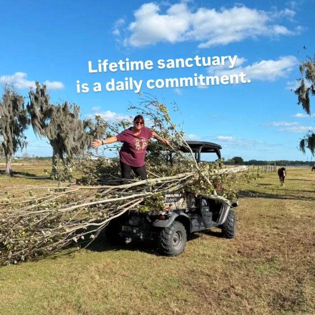 When we say lifetime sanctuary, we mean it.

It requires structure. It requires oversight. It requires people willing to carry the responsibility every day.

Linda oversees the functional equine care and property projects that make this promise possible.
Forever isn’t sentimental. It’s intentional.

🤍 Leave a thank you for Linda below.

#LifetimeSanctuary #EquineCare #HorseRescueLife #CentralFlorida #SixteenHands
