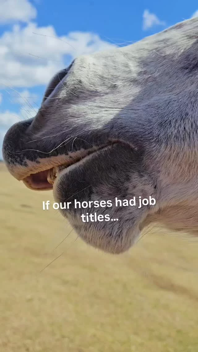 If our horses had real job titles…
the barn would be fully staffed.

Which one would you hire?

#HorseSanctuary
#HorsePersonality
#EquineLife
#FloridaHorses
#HorseHumor