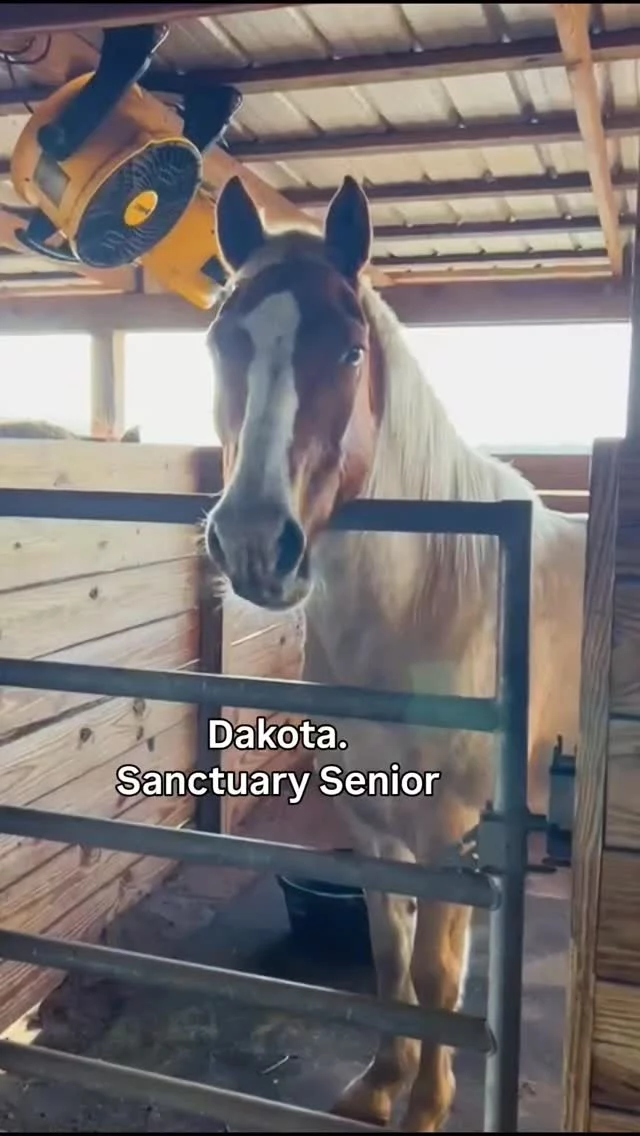 I walked into the barn and Dakota was standing here at his stall door.

Head over the door, watching everything going on like he runs the place.

Dakota is 27 years old, and he still carries himself like the proud guy he’s always been.

The senior horses in the barn tend to be quiet observers. They watch who comes in, who stops to say hello, and who might stop and give them some belly scratches.

Dakota definitely likes to keep tabs on things.

If you come to the Meet & Greet next weekend, there’s a good chance you’ll find him right here keeping an eye on the barn.

🐴 Have you met Dakota before?

#meetandgreet #Dakota #seniorhorse #centralflorida