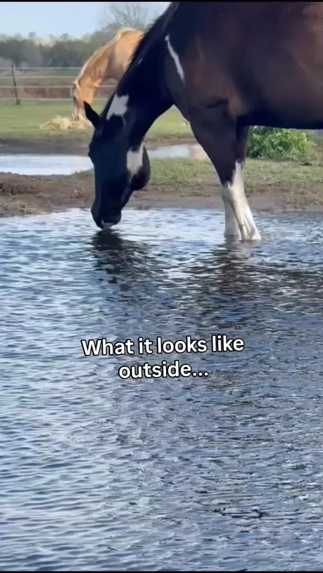 When people visit the sanctuary they see peaceful horses and open pastures.

What they don’t see is everything that happens before the gates open.

Every stall cleaned.
Every bucket filled.
Every horse checked.

It’s a lot of work.
But it’s worth it.
Because these horses deserve it.

And on March 14, you’ll get to see it for yourself.

#meetandgreet #wehavethebestvolunteers #centralflorida #16hands