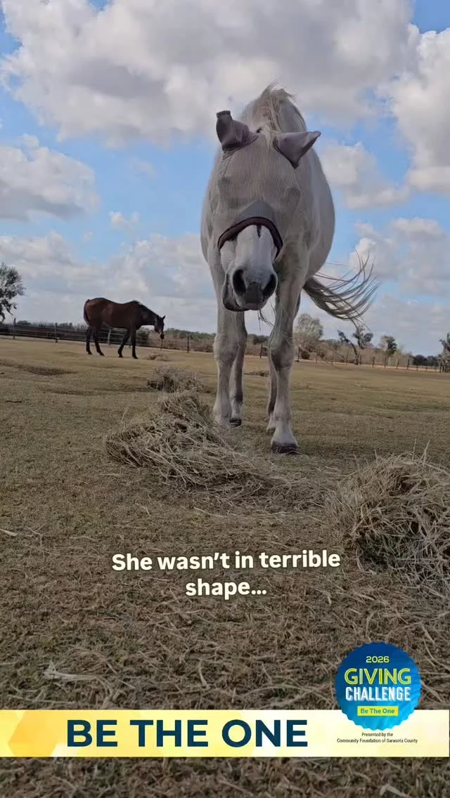 Lexi wasn’t a “bad case.”
Not yet.  But she was close to becoming one of those stories…
the ones that come in too late.
Her owners didn’t wait for that moment.  They tried to rehome her.
But with her skin condition, her age, and no formal training—no one said yes.  Then life changed.  They were facing a terminal diagnosis.  And they made one of the hardest, most selfless decisions a horse owner can make…
They asked for help before it became an emergency.  Because they knew things were already starting to slip—for Lexi and her companion, Lincoln.  That decision changed everything.
Not every rescue story starts with neglect.  Some start with people doing the right thing… even when it hurts.
And because of that, Lexi got a chance.  🗓 The Giving Challenge is April 15–16 (noon to noon)  Every unique donation from $25–$100 is matched during that time.  This is how stories like Lexi’s get their second chance.
Stories like this are why this work matters.  Have you been following us long?  Link in bio during event.  #BeTheOne #GivingChallenge2026 #RescueStory #EquineCare #SecondChance