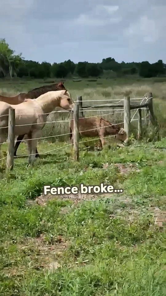 Today’s episode of: You can’t make this stuff up.  Wild hogs broke into the pasture, tore up the fence, and rooted the ground.  Elvis?  Just saw an opportunity.  No stress. No panic. Just casually enjoying the greener grass on the other side while we went to go get him.  This is Elvis in a nutshell.  Which horse here has the biggest personality?  Link in bio to support their care 💛  #HorseHumor #RescueHorse #HorseLife #FunnyAnimals #SanctuaryLife