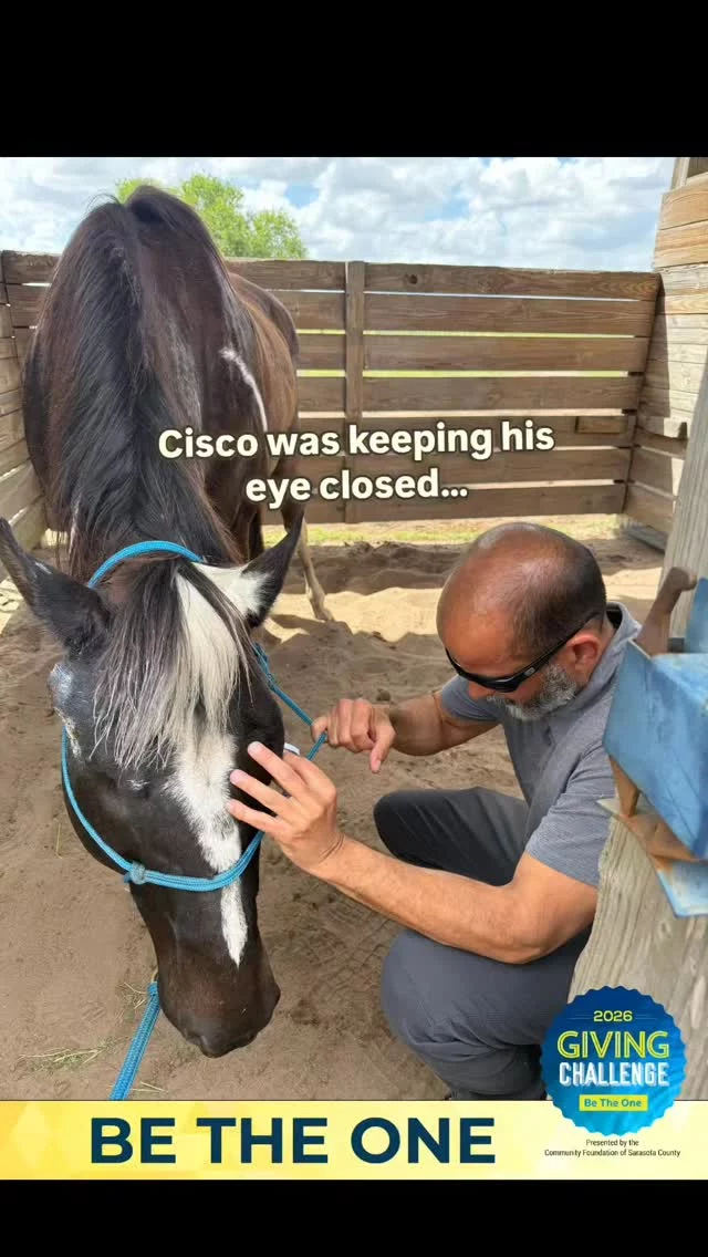 He was keeping his eye closed…
so we knew something wasn’t right.  On Easter Sunday, Dr. Kaiser came out to examine Cisco’s left eye.
He stained it to make sure there wasn’t a scratch or cut—because even a small issue can become something serious if left untreated.
Cisco was given eye medication and pain relief that was started immediately.  This is what care looks like here.
Not waiting. Not guessing.
Acting the moment something feels off.  Because once they’re safe with us,
their comfort and well-being come first—every single time.  The Giving Challenge is April 15–16, where donations are matched.  And this is exactly what that support goes toward.  Have you ever participated in a Giving Challenge before?  Link in bio (April 15–16)  #HorseRescue #EquineCare #AnimalSanctuary #RescueHorses #GivingChallenge