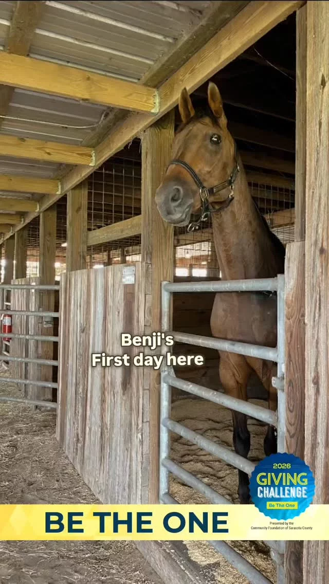 Seeing this before and after… what do you notice first?  Benji is an off-the-track Thoroughbred who raced for five years.  After racing, he was sent to a Thoroughbred rehoming program where they worked to retrain and rehome him through multiple trainers.  By the third trainer, the recommendation was euthanasia.
He was labeled “untrainable.”  We got the call and agreed to take him.  When he arrived, we didn’t see a dangerous horse.
He wasn’t aggressive. He wasn’t unsound. He settled into the herd just fine.  So we raised the funds to send him to a trainer in Ocala to figure out what we were missing.  What we found was simple.  During his racing career, Benji had been pushed through things he didn’t want to do.
He became resistant around one specific place—the mounting area.  Not explosive. Not unsafe.
Just shut down.  The answer wasn’t force. It was time.  Slow, consistent work to rebuild confidence.  Right now, Benji is relaxed, part of the herd, and content just being a horse.  If training works out, great.
If it doesn’t, nothing changes for him.  That’s the difference.  Link in bio to support horses like Benji during the Giving Challenge (live noon April 15 – noon April 16).  #BeTheOne #Thoroughbred #BeforeAndAfter #RescueHorse #GivingChallenge