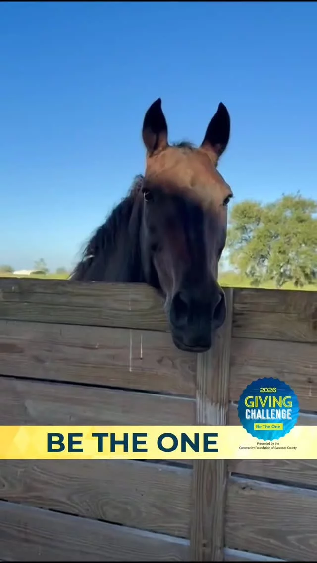 Not every horse gets a second chance.  Some never make it to safety at all.  Scutter never had to be rescued himself. His mother was.  She arrived pregnant — and because she was safe,
he was born here.  He’s never known neglect.
He’s never had to wonder if he’d be okay.  That’s what this place makes possible.  Not just rescue…
but a completely different outcome.  If you’ve ever felt something watching these horses, this is your reminder — you can be part of that.  💛 Support their daily care through Club 16 Hands ($16/month)  💛 And during the Giving Challenge event (April 15–16, noon to noon), your $25-$100 donation impact is doubled
🔗Link in bio during event.  Why do you believe places like this should exist?  #GivingChallenge2026 #BeTheOne