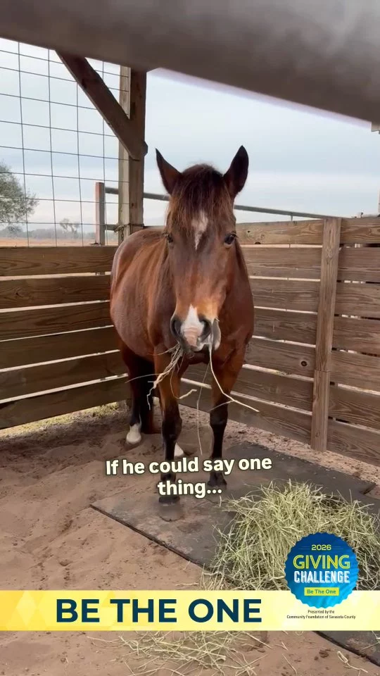 There’s a moment where he stops.
Just for a second.  And if you watch closely… it feels like he’s trying to say something.  Houston was born here.
He has never known fear, hunger, or uncertainty.  His mom, Gracie—a 38-year-old BLM mustang—did.
And because she found safety, he never had to.  Maybe what he would say isn’t about being saved…
Maybe it’s something simpler.  Maybe it’s just… this is how it should be.  As we get closer to the Giving Challenge (April 15–16), this is what your support makes possible—not just rescue, but a different future.  Link in bio during event.  #HorseRescue #Mustang #EquineSanctuary #BeTheOne #GivingChallenge